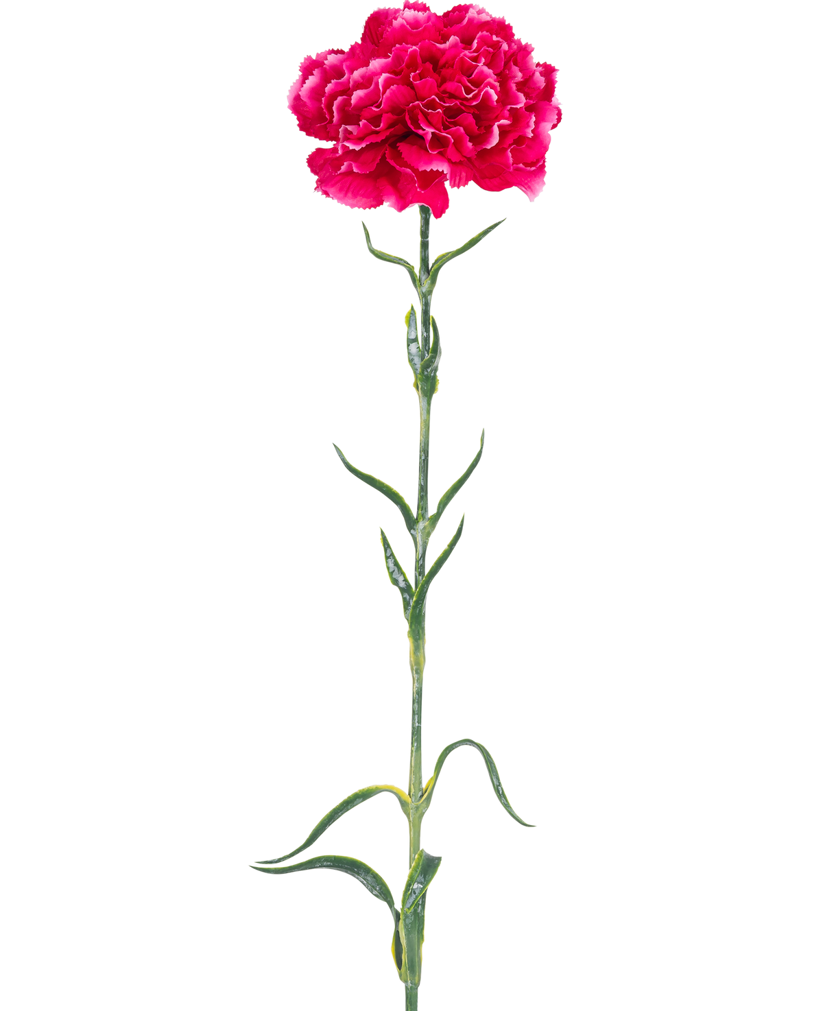L'œillet de fleur artificielle 69 cm rose dur a un seul œillet rose vif avec des volants dans les pétales, une longue tige verte et des feuilles minces sur un fond blanc uni.