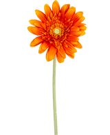 La Fleur Artificielle Gerbera 53 cm orange a un gerbera orange vif avec des pétales superposés et un cœur jaune, sur une longue tige verte sur un fond blanc uni.