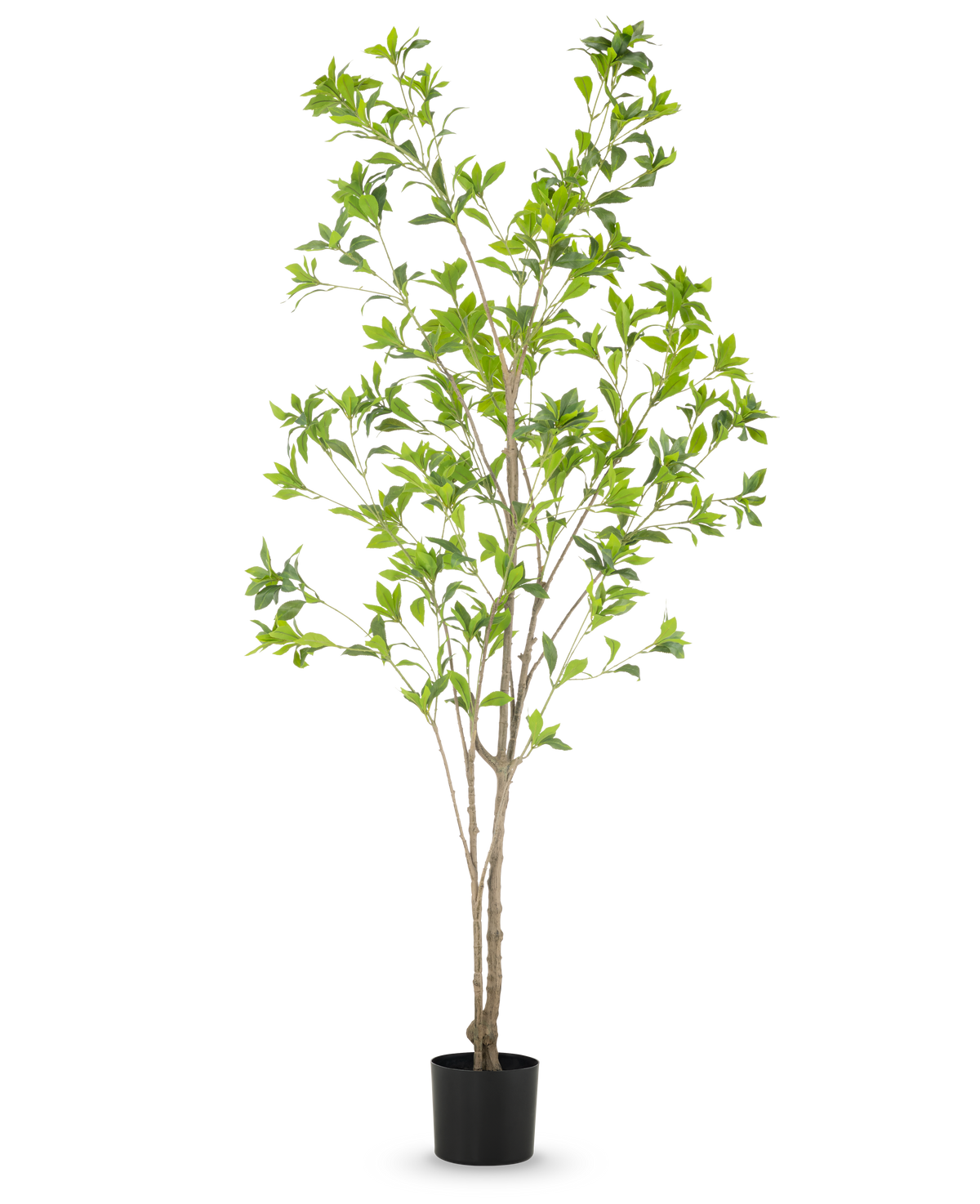 La Plante Artificielle Pieris Japonica 180 cm est un grand arbre artificiel en pot avec de multiples troncs bruns minces et des feuilles vertes luxuriantes sur un fond blanc uni.