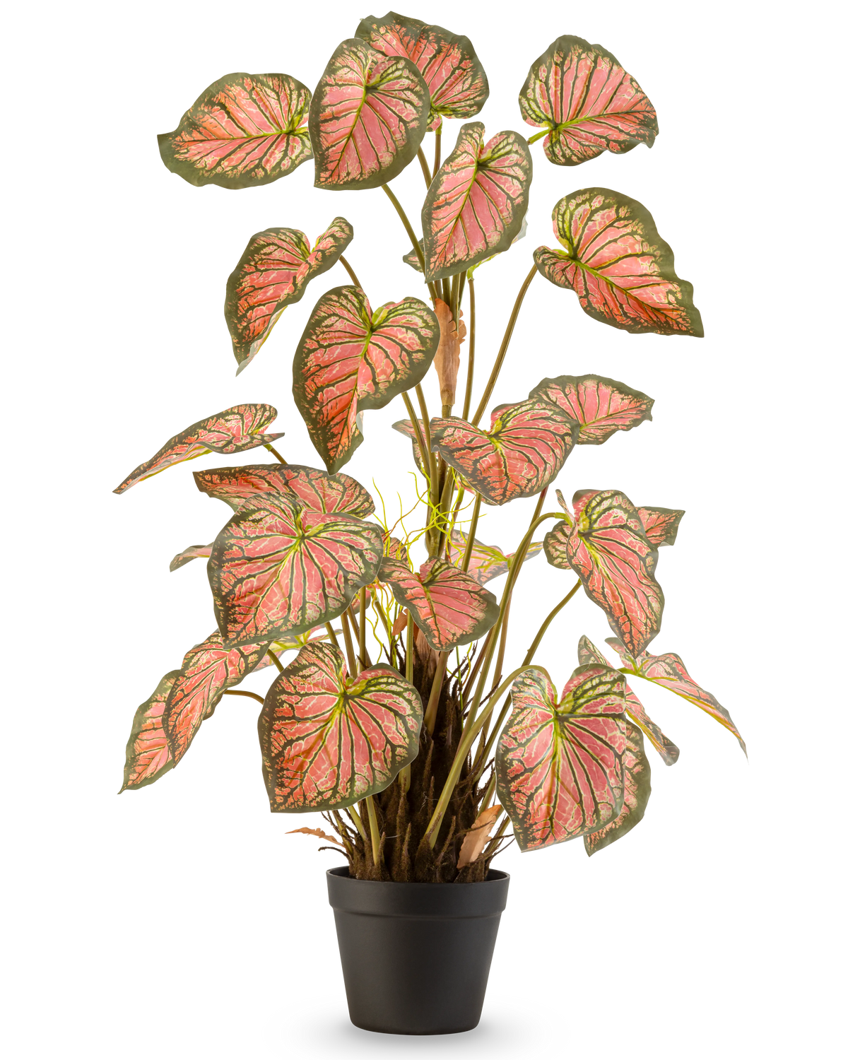 La Plante Artificielle Caladium 90 cm rose est une plante en pot aux grandes feuilles en forme de coeur aux bords verts et aux coeurs roses, présentée debout dans un pot noir sur fond blanc.