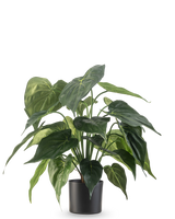 La plante artificielle Alocasia UV 51 cm possède de grandes feuilles brillantes en forme de cœur et est placée dans un élégant récipient noir sur un fond blanc uni.