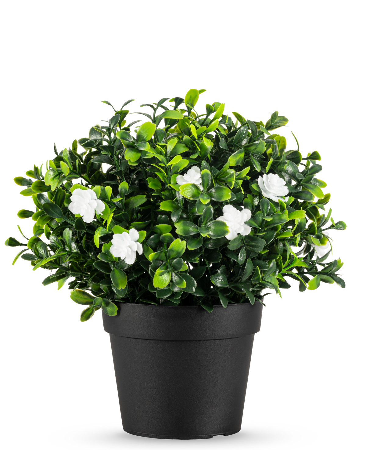 La Plante Artificielle Pumila en pot UV 21cm est une petite plante artificielle aux feuilles vertes denses et aux délicates fleurs blanches, dans un pot simple noir sur un fond blanc uni.