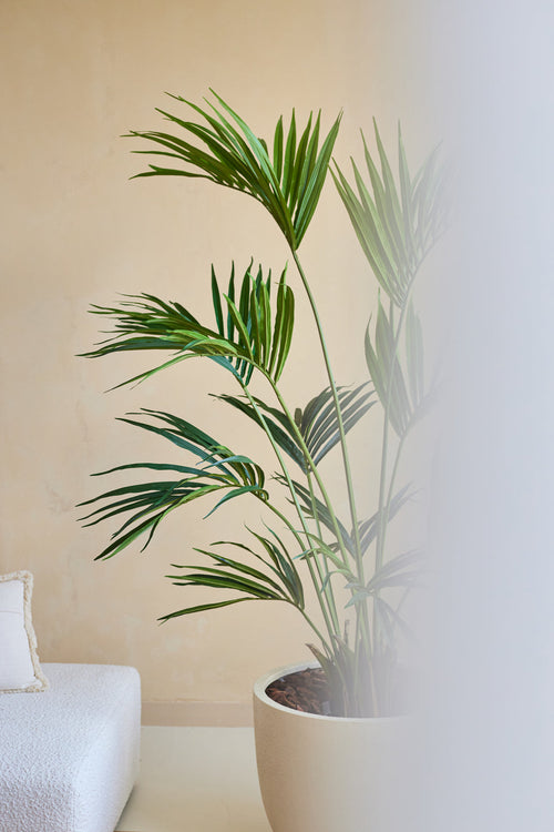 Une plante artificielle Kentia Palm de 180 cm se trouve à côté d'un canapé rembourré blanc contre un mur beige, le côté droit de l'image étant partiellement masqué par une zone mate ou floue.