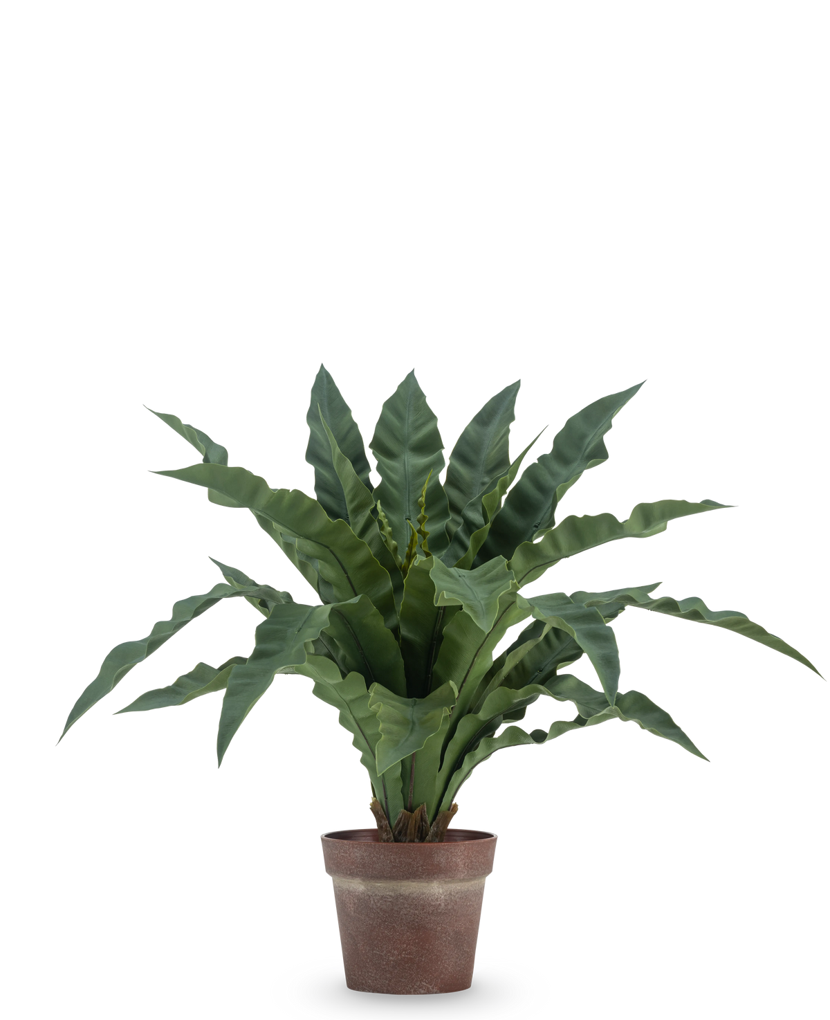 La fougère nid artificielle 61 cm a de longues feuilles vertes ondulées dans un pot marron rustique sur un fond blanc uni.