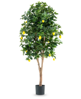 Le citronnier artificiel de 180 cm est un grand citronnier artificiel avec des feuilles vertes luxuriantes et des citrons jaunes vifs sur un fond blanc uni.