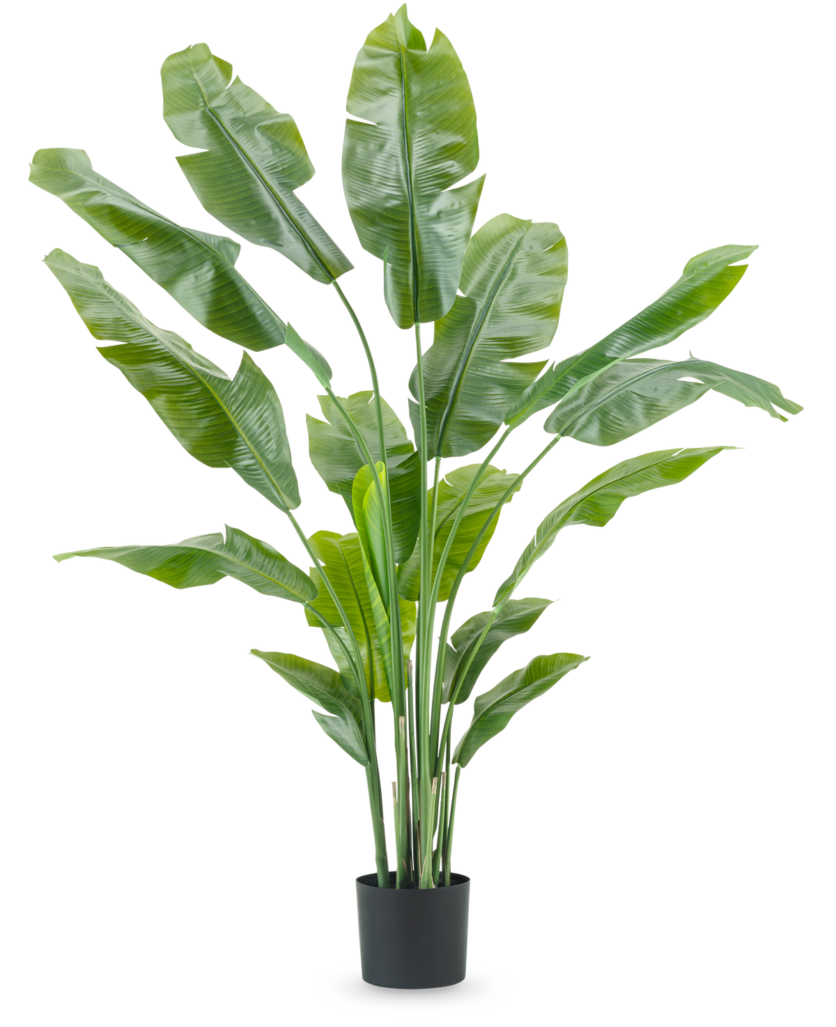 La plante artificielle Strelitzia Nicolai Deluxe de 180 cm avec de longues et larges feuilles vertes dans un simple pot noir se détache sur un fond blanc uni - une plante d'intérieur frappante et un élément de décoration élégant pour tout intérieur.