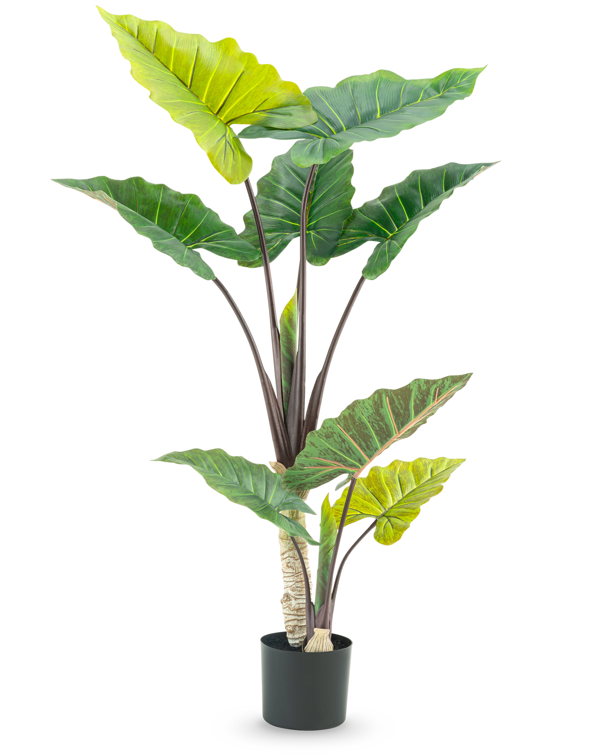 La plante artificielle Calocasia 150 cm a de grandes feuilles vertes larges et des tiges brunes robustes dans un pot haut, sur un fond blanc.