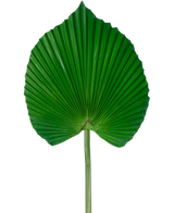 La Feuille Artificielle 73 cm est une feuille de palmier verte artificielle avec un design plissé en forme d'éventail avec une longue tige, sur un fond blanc uni.