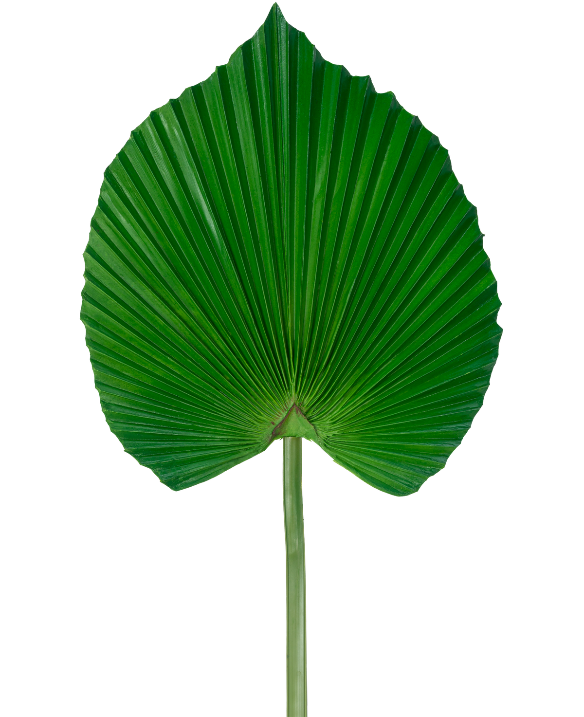 La Feuille Artificielle 73 cm est une feuille de palmier verte artificielle avec un design plissé en forme d'éventail avec une longue tige, sur un fond blanc uni.