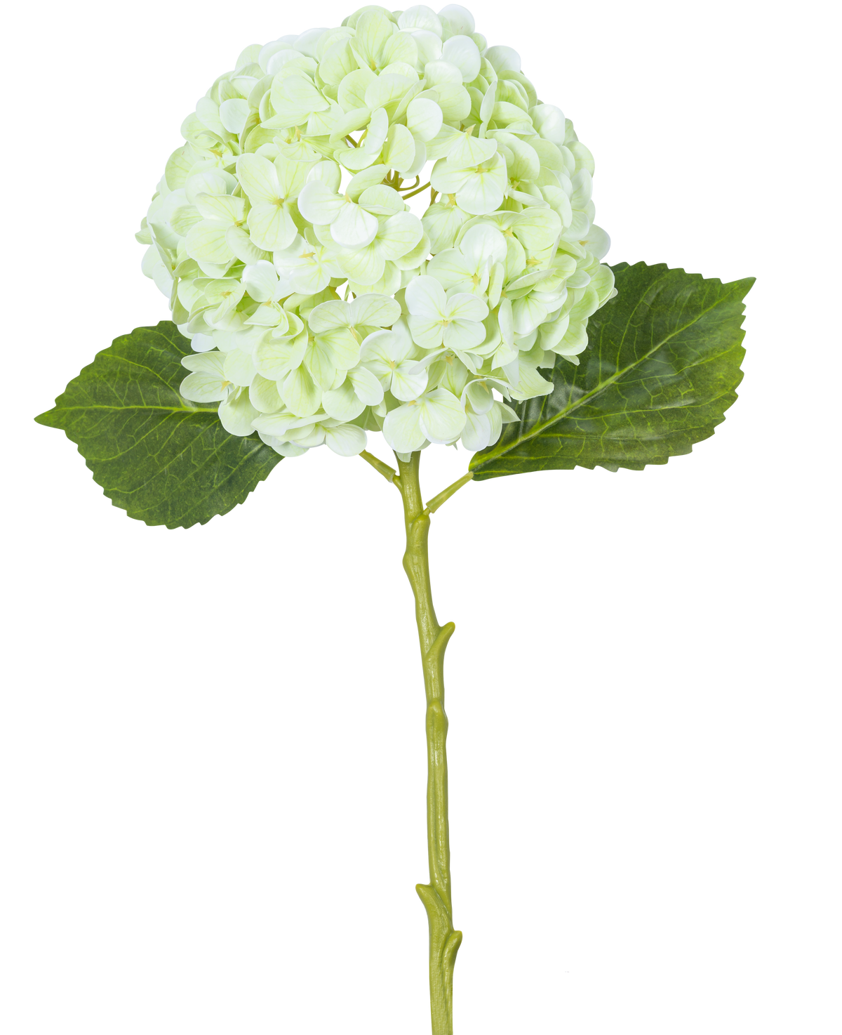 La Fleur Artificielle Hortensia Real Touch Vert Clair 49 cm possède une seule fleur d'hortensia vert clair avec des pétales ronds, deux feuilles vertes et une longue tige sur un fond blanc.