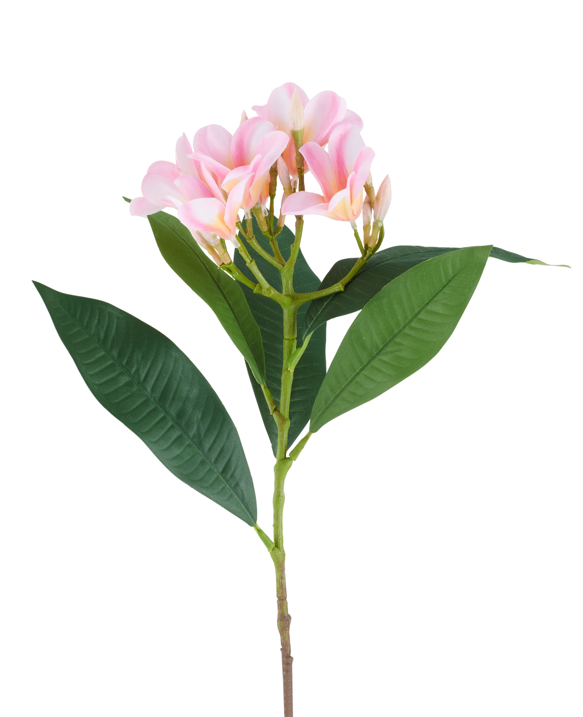 Une fleur de Plumeria artificielle de 75 cm, rose/crème, avec une tige, de grandes feuilles vertes et une grappe de fleurs de plumeria rose pâle au sommet, représentée sur un fond blanc.