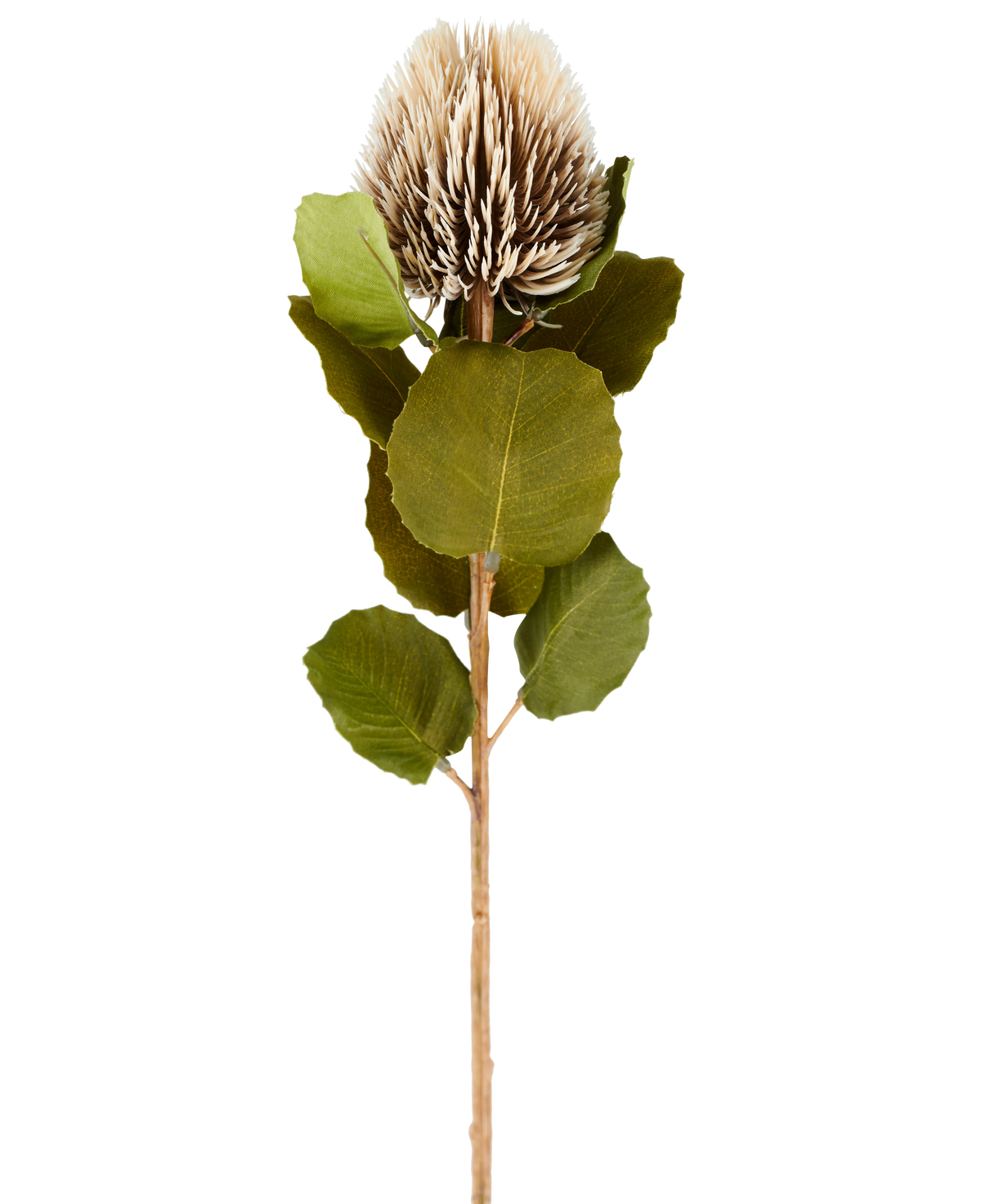 Une seule fleur artificielle de Banksia, de 59 cm de haut, de couleur crème et marron, avec des feuilles vertes rondes et un capitule brun clair, épineux, en forme de cône sur un fond blanc uni.