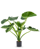 La plante artificielle Alocasia Calioora 80 cm possède de grandes feuilles vertes et des tiges robustes. Cette plante artificielle réaliste est parfaite comme ajout élégant à n’importe quel intérieur et est magnifique sur un fond blanc.