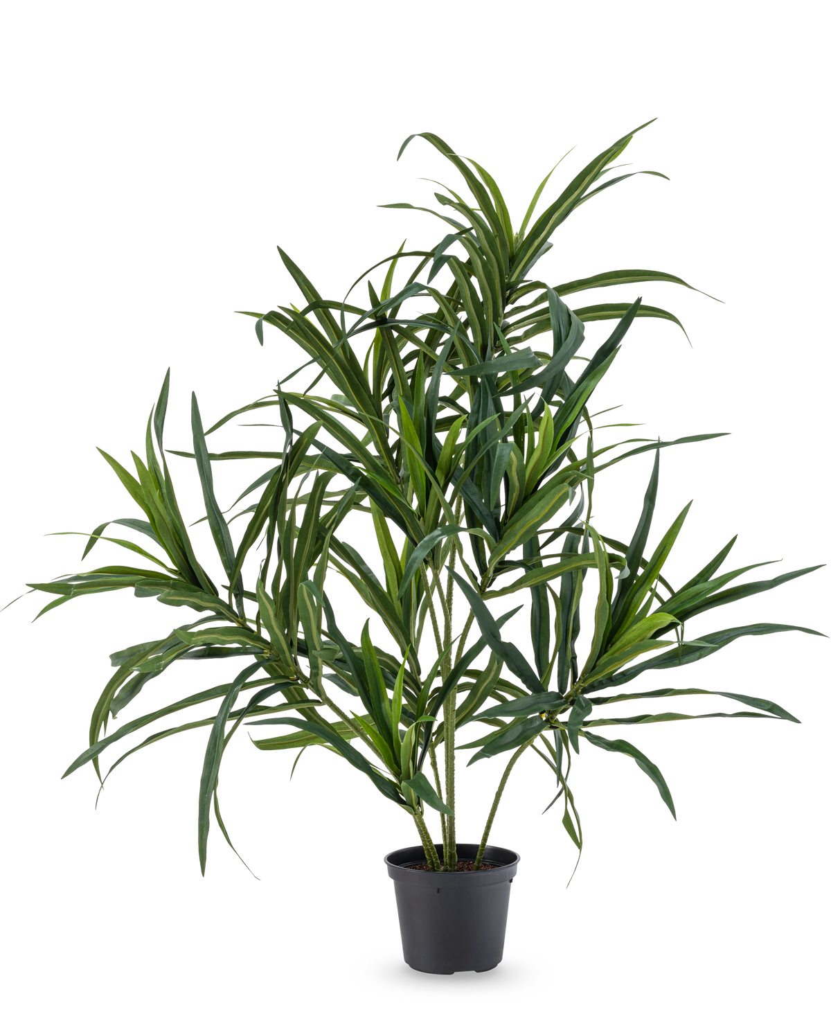 La Plante Artificielle Dracaena Reflexa en pot UV 63 cm possède de longues feuilles vertes fines sur de fines tiges, idéales pour donner une touche tropicale à votre intérieur sur un fond blanc uni.