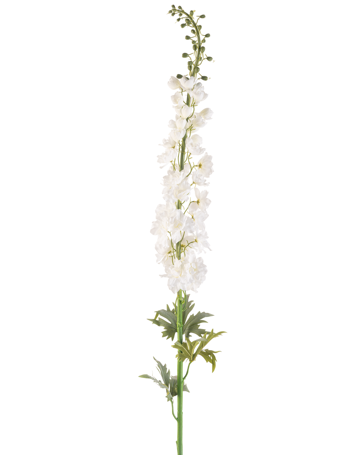 La Fleur Artificielle Larkspur 137 cm blanc est une haute tige d'éperon artificielle avec plusieurs petites fleurs blanches sur toute sa longueur et des feuilles vertes à la base, sur un fond blanc uni.