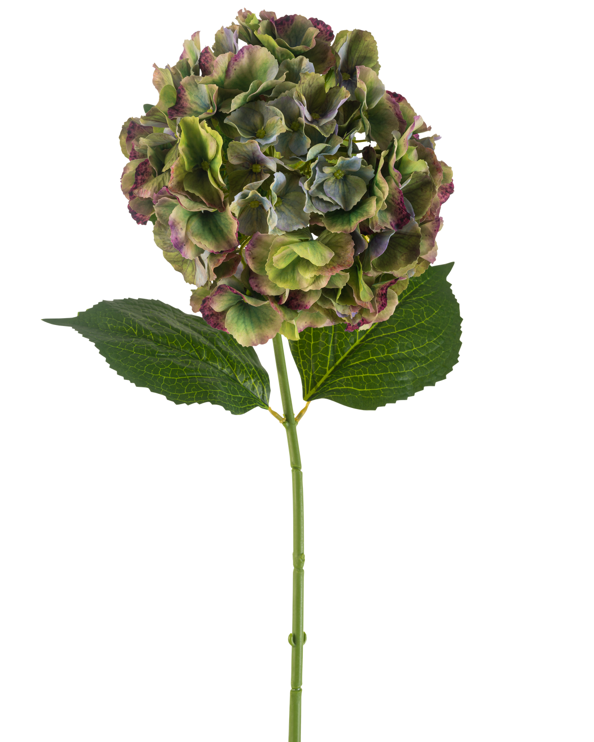 La fleur artificielle Hortensia 75 cm vert a une seule tige d'hortensia avec deux grandes feuilles vertes et une pleine floraison de pétales verts, violets et bordeaux, sur un fond blanc.