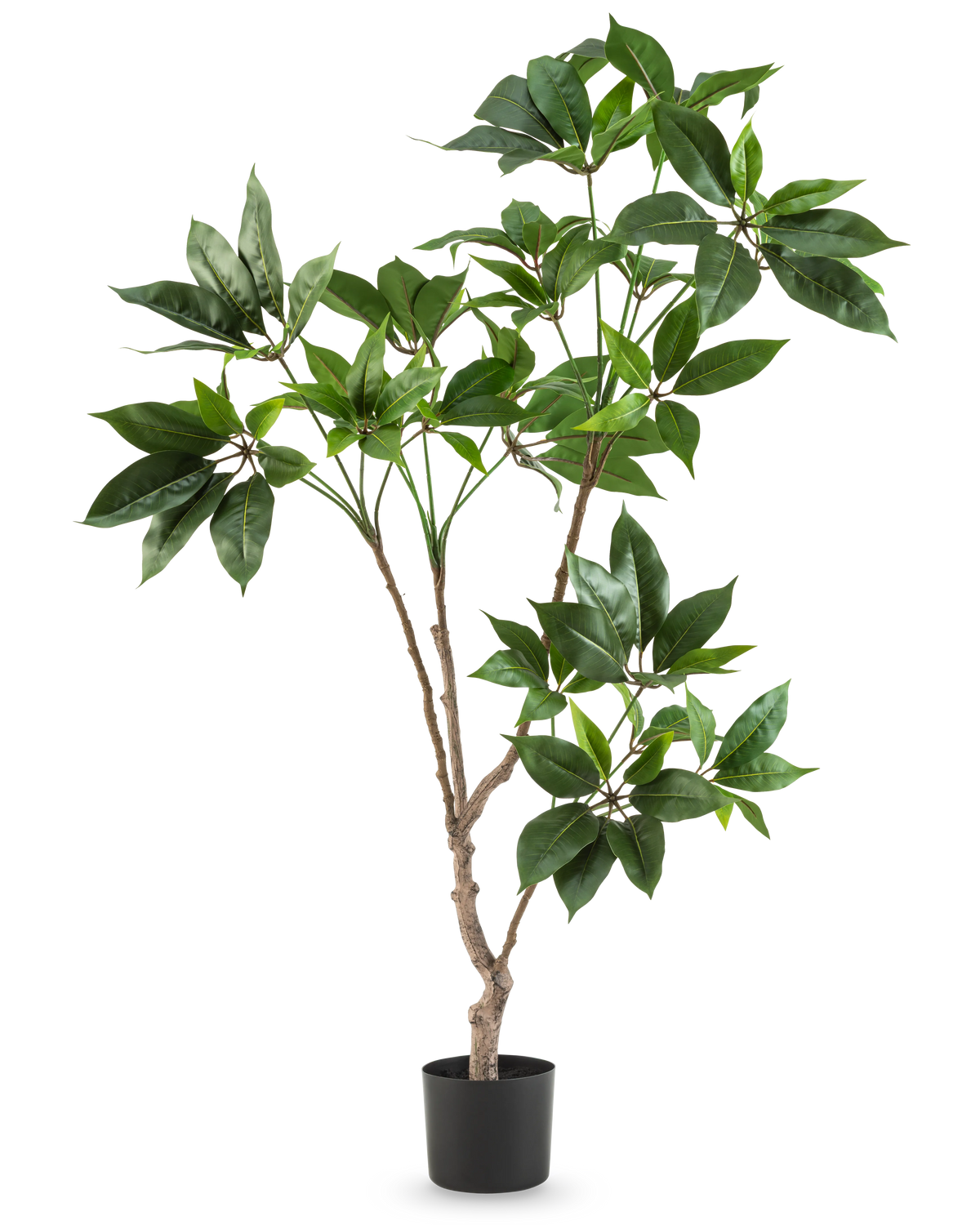 La plante artificielle Schefflera de 120 cm possède plusieurs tiges fines brunes avec des bouquets de grandes feuilles vertes brillantes dans un petit pot noir, sur un fond blanc uni.