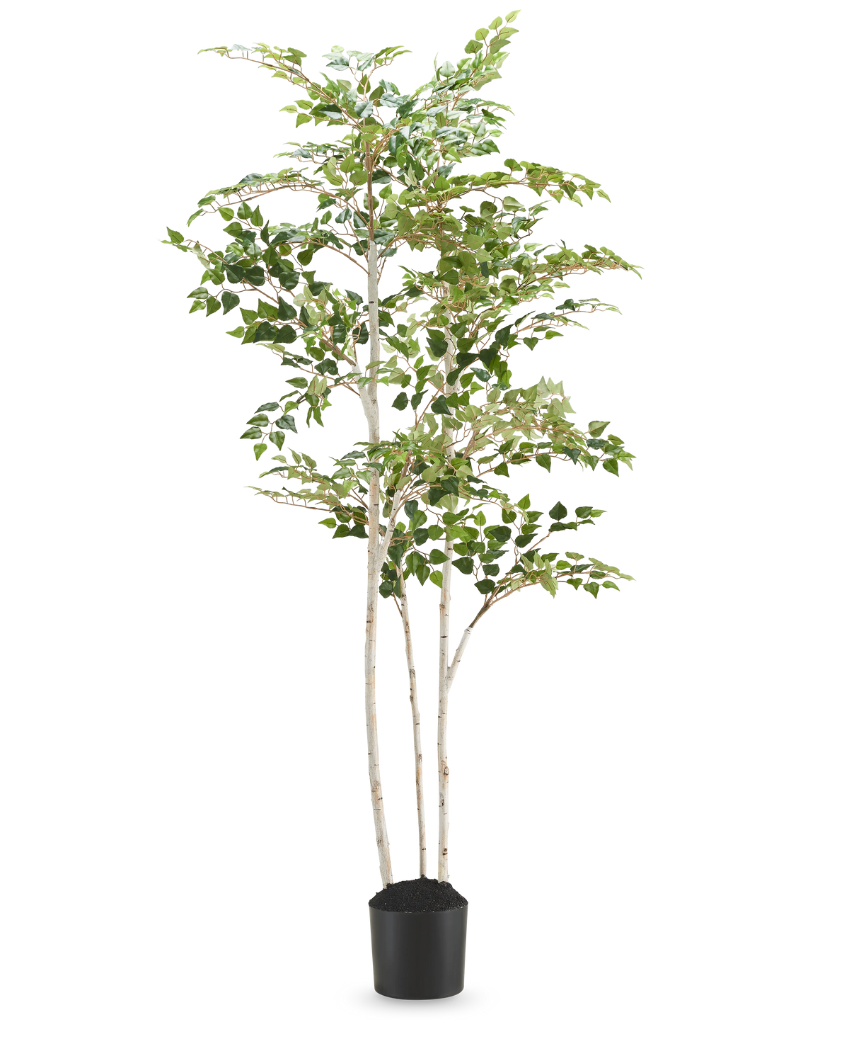 Le Bouleau Artificiel "Silver" 180 cm est un grand bouleau artificiel aux feuilles colorées dans un simple pot noir, sur un fond blanc uni.