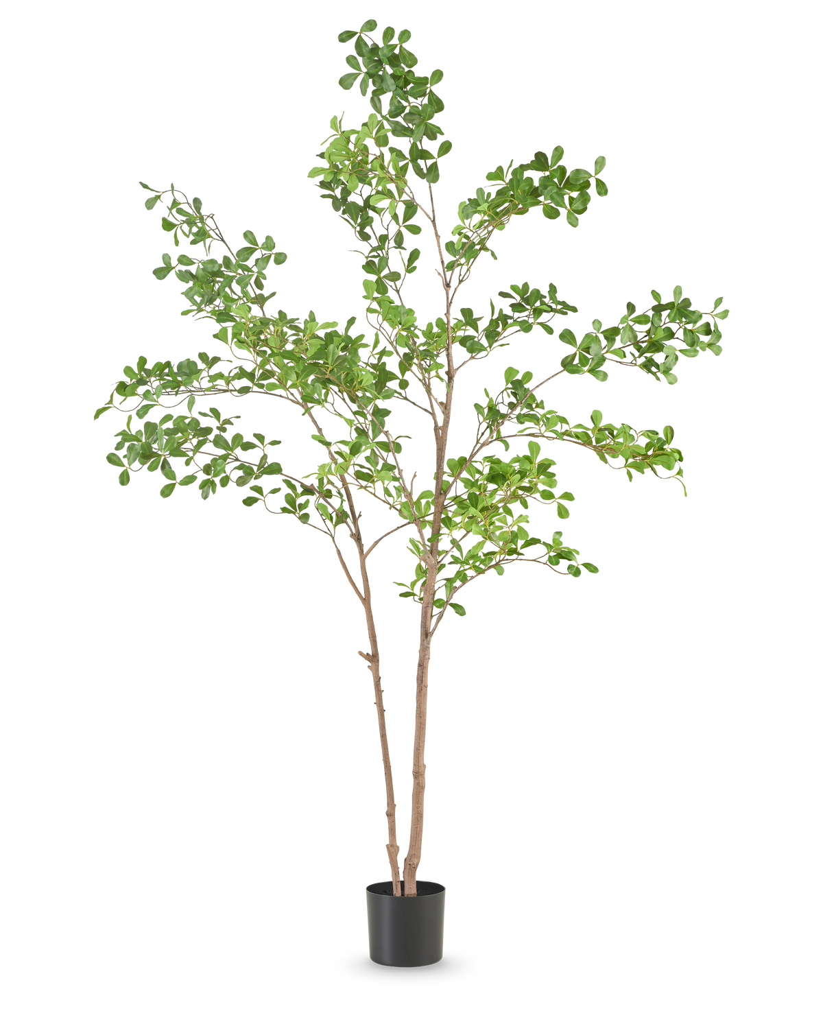 La plante artificielle Terminalia Catappa 210 cm a de fins troncs bruns et des feuilles vertes luxuriantes, dans un simple pot noir sur un fond blanc uni.