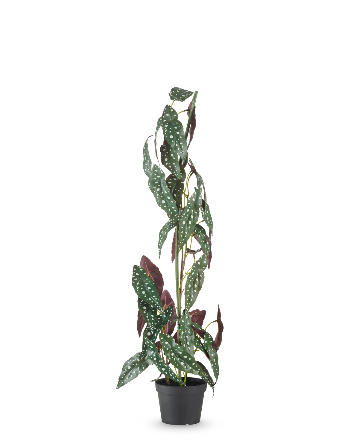 La plante artificielle Begonia Maculata 90 cm vert/rouge a des tiges hautes et dressées et des feuilles vertes avec des points blancs et un dessous rouge-violet, sur un fond uni blanc.
