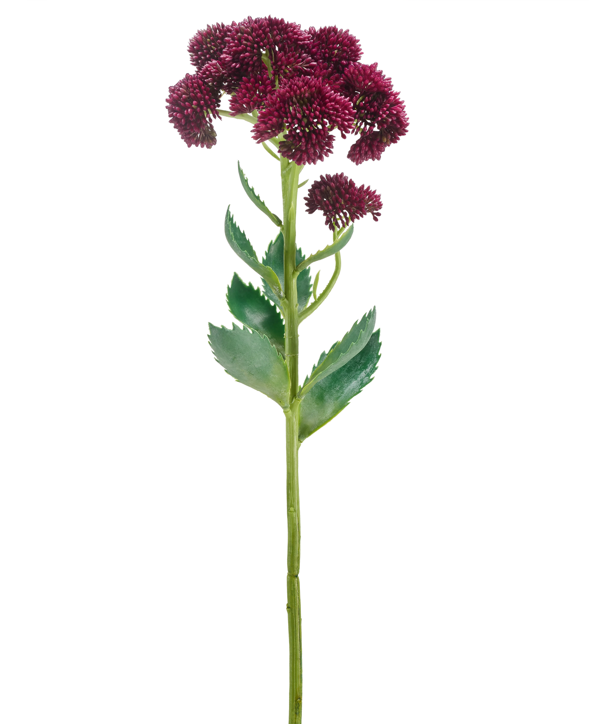 Une seule fleur artificielle Sedum de 57 cm violette a une longue tige verte avec des bouquets de petites fleurs violet foncé et des feuilles vertes, isolées sur un fond blanc.