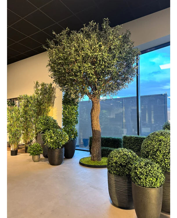 Un espace intérieur avec un Olivier Artificiel de 300 cm et des plantes luxuriantes près des hautes fenêtres. À l'extérieur, le temps est partiellement nuageux, permettant à la lumière naturelle de remplir cet espace moderne et de créer une atmosphère méditerranéenne.
