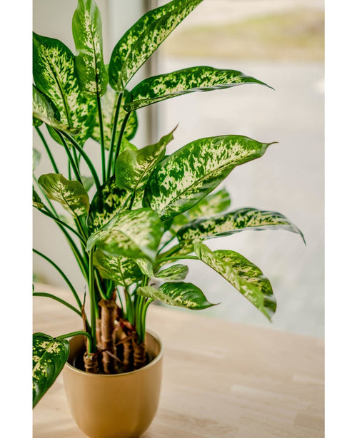 La plante artificielle Dieffenbachia UV 75 cm, aux feuilles colorées blanches et vert clair, se dresse dans une jardinière élégante sur une table en bois clair près de la fenêtre, baignée d'une douce lumière naturelle.