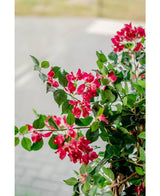Un gros plan de la vibrante plante artificielle Bougainvillier Liana Fuchsia 115 cm avec des feuilles vertes luxuriantes apporte une atmosphère méditerranéenne à n'importe quelle pièce, face à une allée et une route doucement floues.