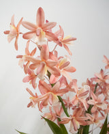 Le Cymbidium artificiel 58 cm rose présente des orchidées rose clair et couleur pêche avec des tiges et des feuilles vertes sur un fond blanc uni.