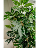 Un gros plan de la plante artificielle Schefflera de 150 cm montre les longues feuilles vertes brillantes près d'une fenêtre où la lumière naturelle met en valeur le feuillage luxuriant et réaliste.