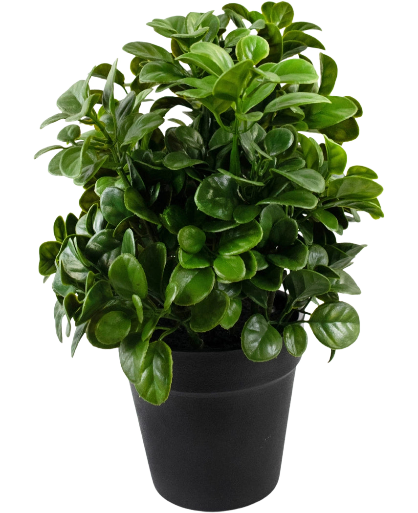 Le Pétunia Artificiel de 24 cm a des feuilles denses, rondes et vertes brillantes sur des tiges courtes, disposées dans un simple pot noir et sur un fond blanc uni.