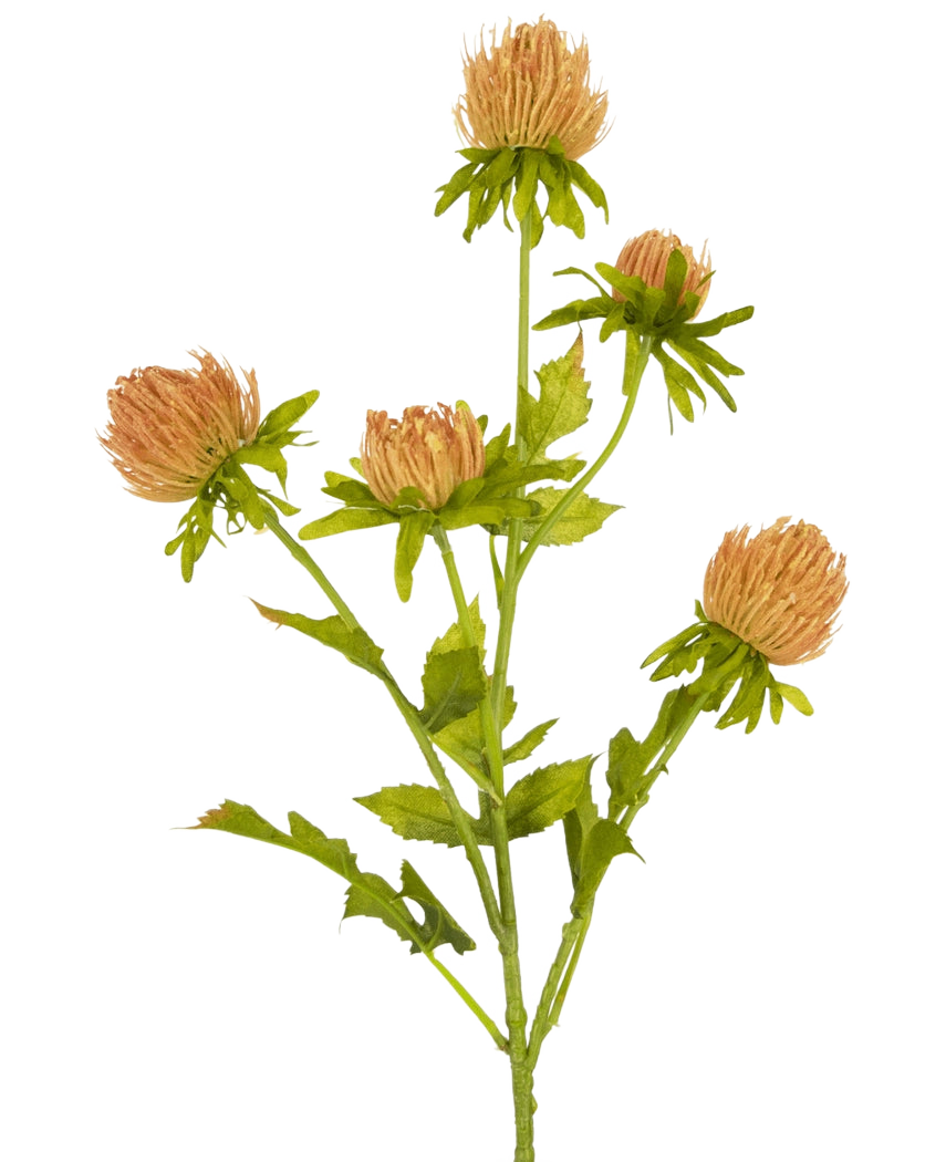 Une seule fleur artificielle de chardon de 66 cm, tige de pêche avec cinq fleurs rondes ressemblant à un chardon brun clair et des feuilles vertes, représentées sur un fond blanc uni.