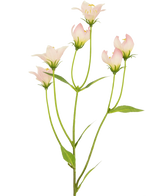 La fleur artificielle Aster 60 cm rose a une tige avec plusieurs fleurs rose clair en forme de cloche et des feuilles vertes. Les délicats pétales artificiels présentent des dégradés de couleurs subtils et des bords doux sur un fond blanc.