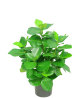 La plante artificielle Clusia 45 cm présente des feuilles vertes épaisses et brillantes de forme ovale sur un fond blanc uni.