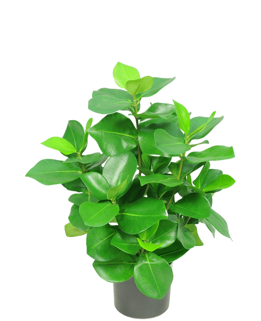 La plante artificielle Clusia 45 cm présente des feuilles vertes épaisses et brillantes de forme ovale sur un fond blanc uni.