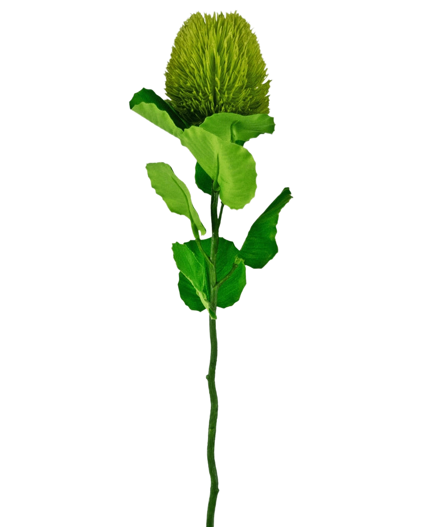 La fleur artificielle Banksia 59 cm verte est une fleur simple en soie verte avec une fleur ronde et moelleuse et des feuilles dentelées sur une longue tige - idéale pour toute décoration florale artificielle et magnifique sur un fond blanc uni.