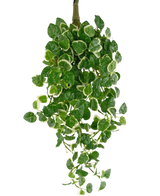 La Plante Artificielle Suspendue Pumila 50 cm UV possède des feuilles vertes aux bords blancs, sur un fond uni blanc.