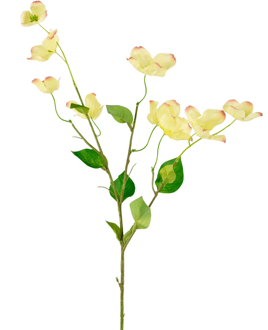 Le Cornouiller Artificiel Real Touch Jaune Clair 74 cm a une seule tige avec des feuilles vertes et plusieurs fleurs de cornouiller jaune clair avec des pétales à pointe rose, sur un fond blanc uni.