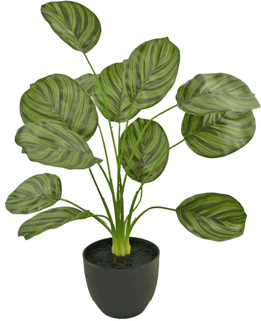 Le Calathea artificiel 58 cm vert foncé est une plante artificielle aux grandes feuilles ovales rayées vert foncé, présentées dans un pot noir sur un fond blanc uni.
