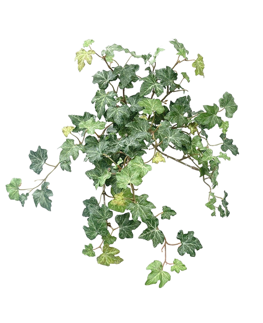 Le Lierre Artificiel Deluxe Vert 40 cm présente une grappe de feuilles de lierre vert vif avec des vignes torsadées sur un fond blanc uni.