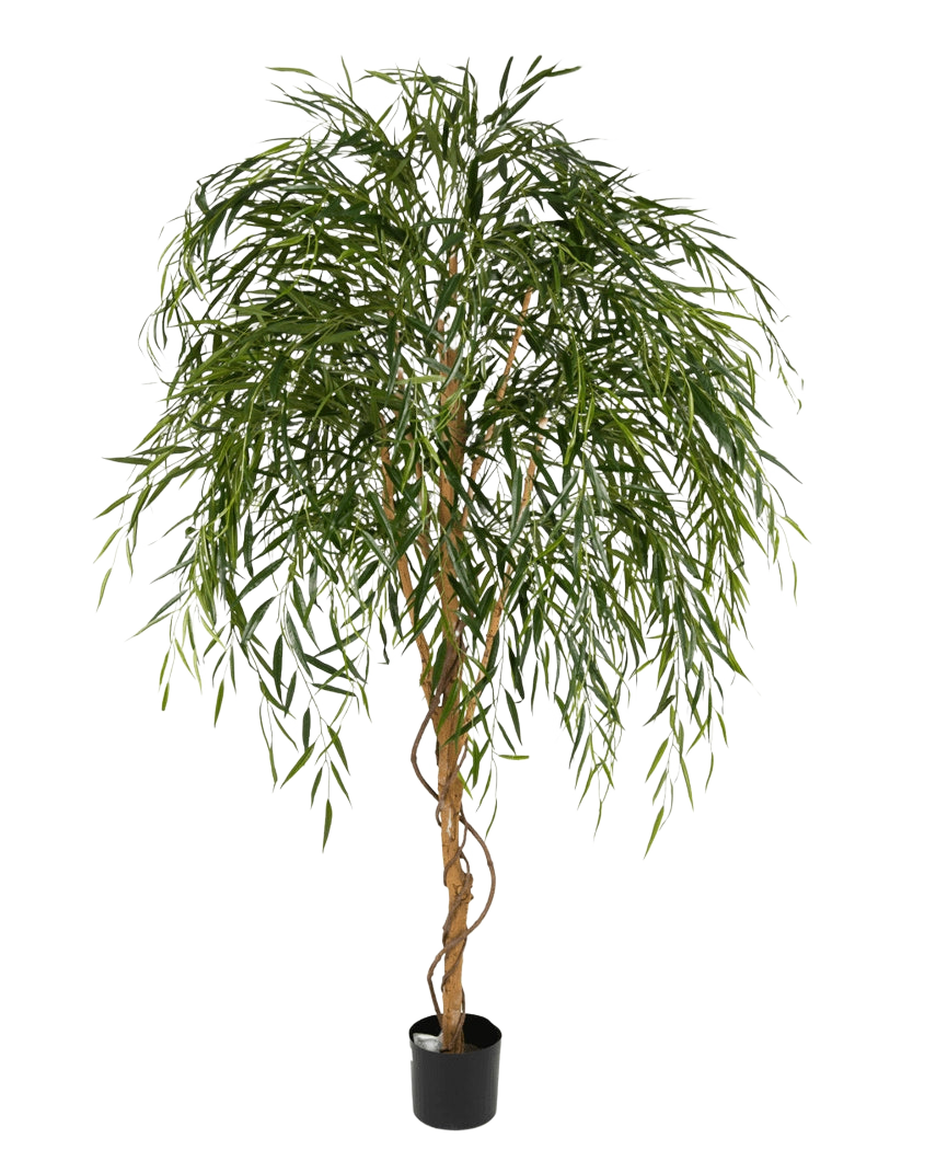 Le Saule Artificiel 210 cm est un grand arbre artificiel avec des feuilles vertes fines et pendantes et un tronc marron torsadé sur un fond blanc uni.