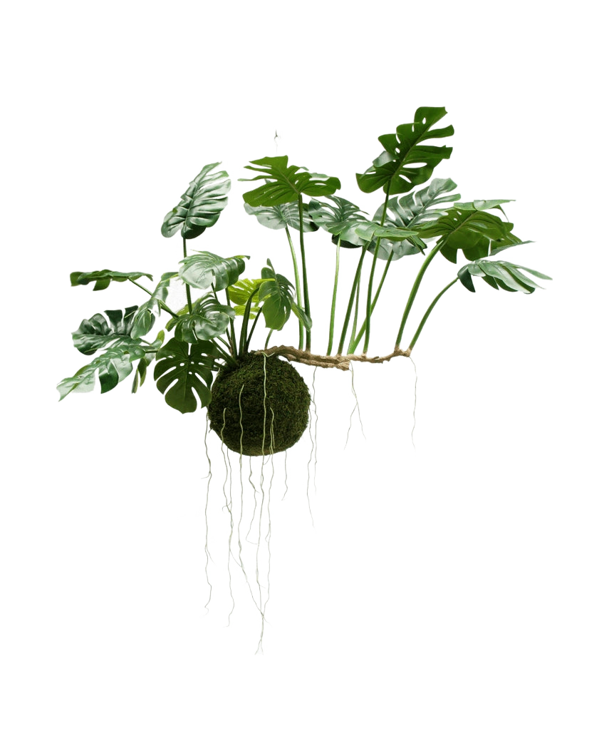 La plante artificielle suspendue Monstera Deluxe 80 cm, avec ses feuilles vertes luxuriantes et ses longues racines visibles, s'accroche sur un fond blanc et donne immédiatement un look tropical à votre intérieur.
