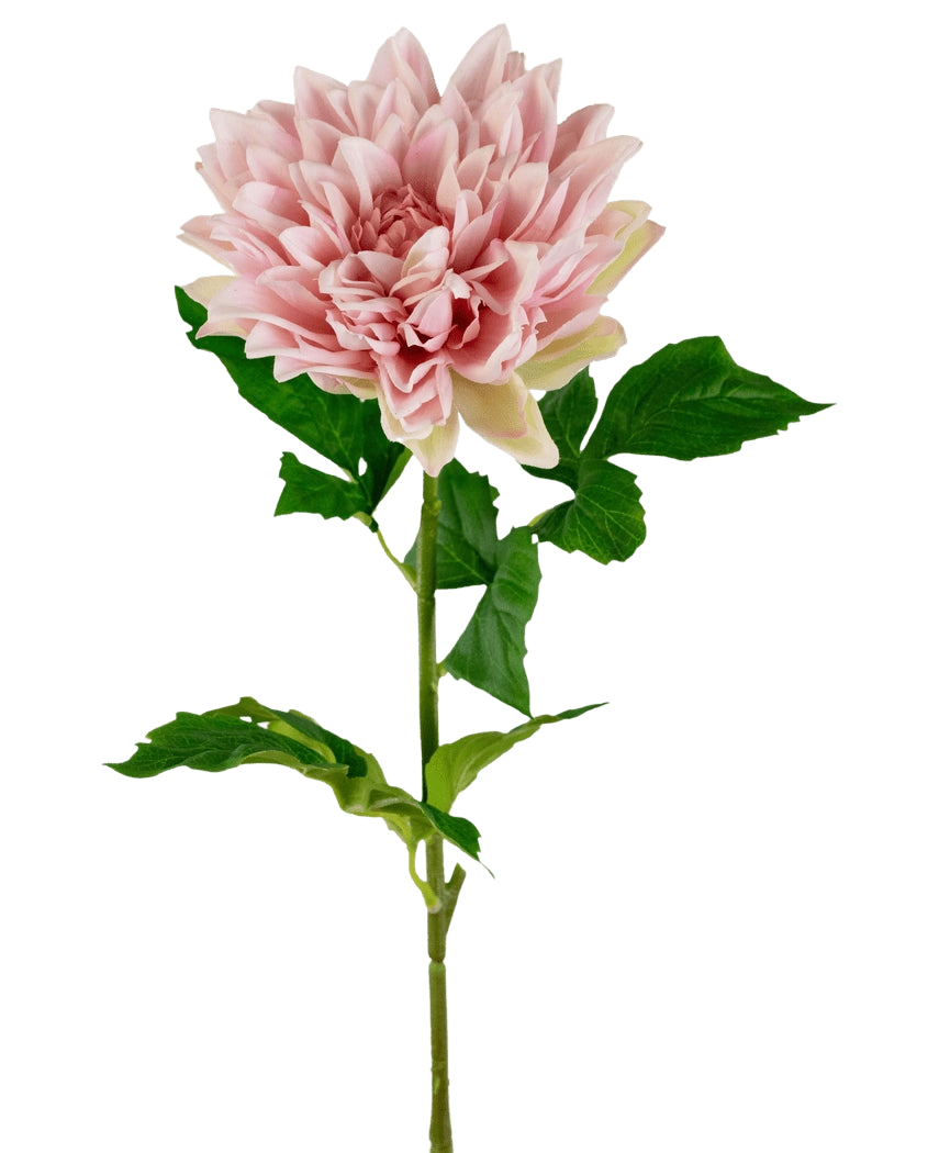 Le Kunst Georgine Real Touch rose clair 70 cm est un simple dahlia rose clair avec des pétales superposés et des feuilles vertes sur une longue tige, sur un fond blanc uni.