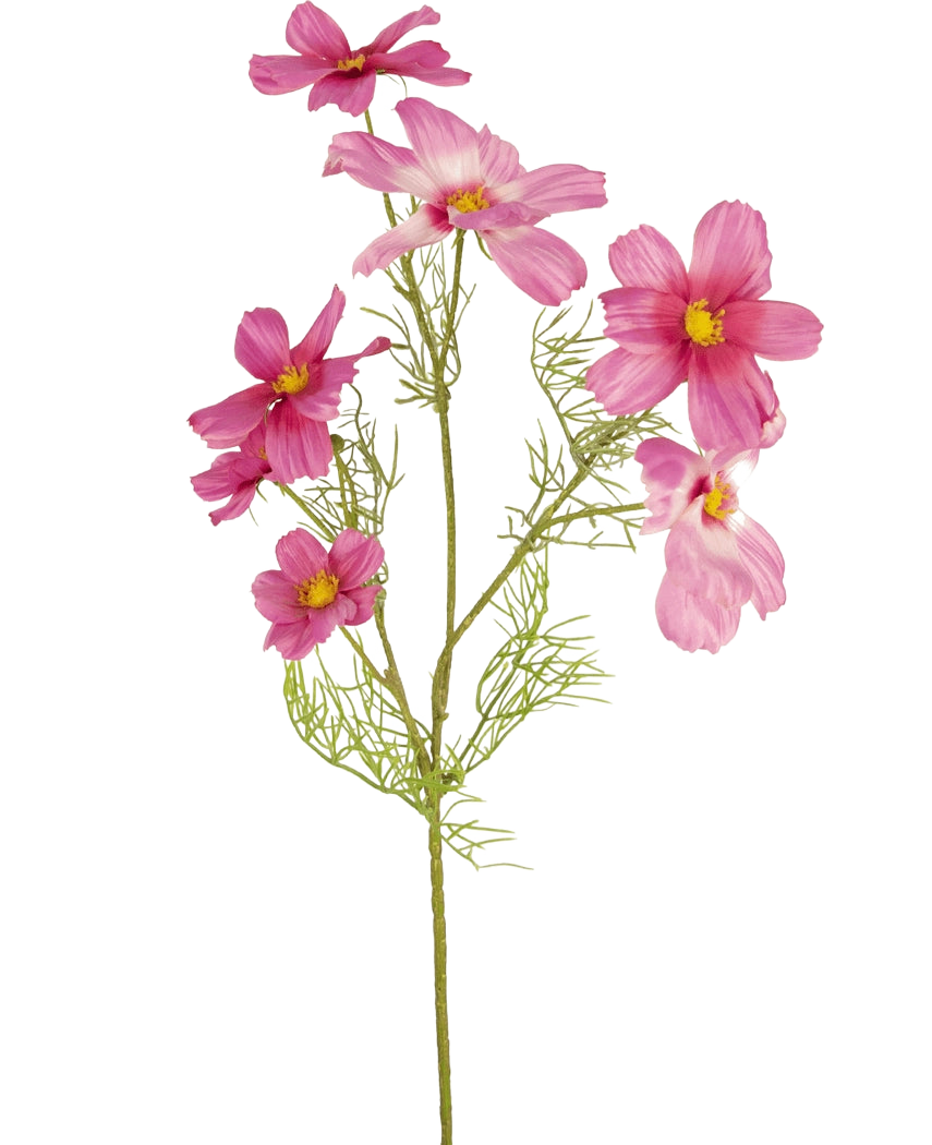 Une seule fleur artificielle Cosmos fuchsia de 74 cm avec des feuilles délicates et plumeuses et de multiples fleurs fuchsia au centre jaune est présentée sur un fond blanc uni.