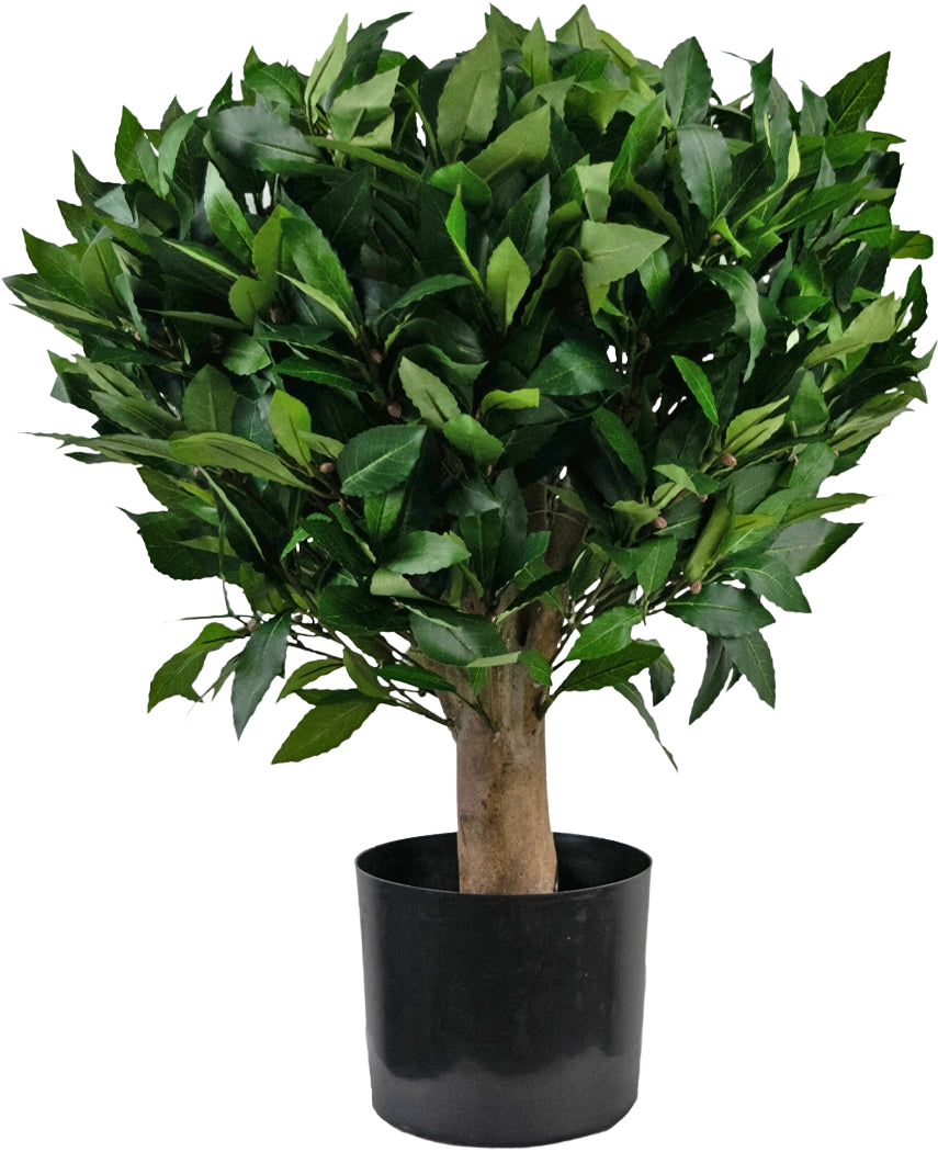 La plante Laurier Artificiel UV d65 cm est un petit arbre artificiel au tronc épais et aux feuilles denses et vertes brillantes dans un pot en plastique noir sur fond blanc uni.