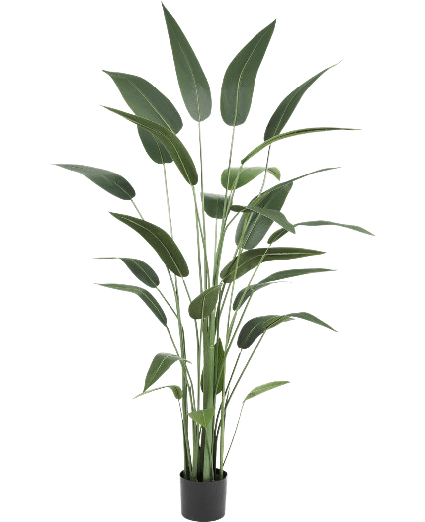 Plante artificielle Heliconia 180 cm avec de longues feuilles vertes minces dans un pot noir sur fond blanc - un choix élégant pour ceux qui achètent des plantes artificielles ou souhaitent ajouter des plantes artificielles réalistes à l'intérieur.