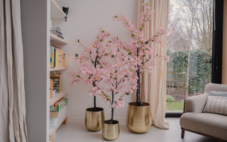 Les Plantes d'Intérieur Tendance en 2024 : Guide Complet pour une Décoration Éblouissante