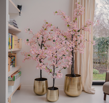 Les Plantes d'Intérieur Tendance en 2024 : Guide Complet pour une Décoration Éblouissante