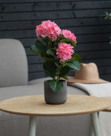 La plante Hortensia Artificiel Rose UV 35 cm se dresse sur une table ronde en bois, avec un fauteuil gris, un chapeau beige et un mur en bois foncé en arrière-plan.