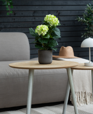 La plante Hortensia Artificiel Vert UV 35 cm se dresse sur une table en bois devant un canapé gris, accompagnée d'un chapeau beige et d'une lampe blanche, avec un mur en bois sombre en arrière-plan.